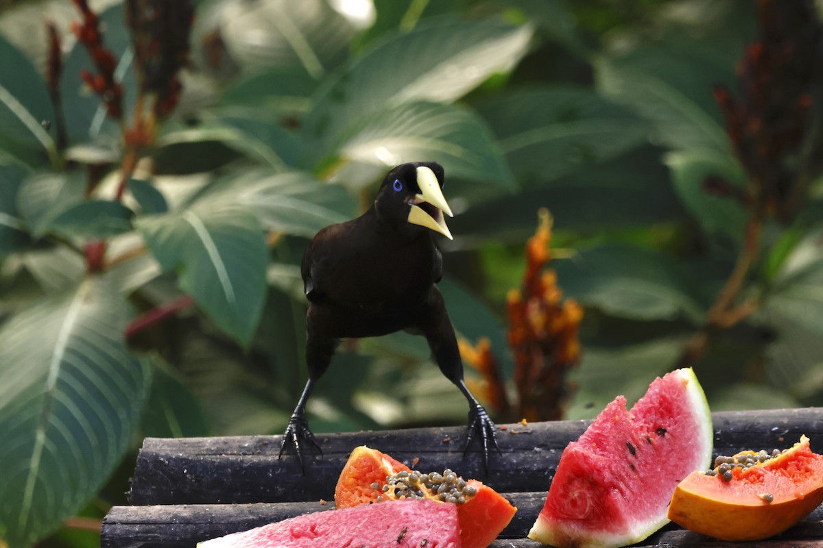 カンムリオオツリスドリ - ML644393156