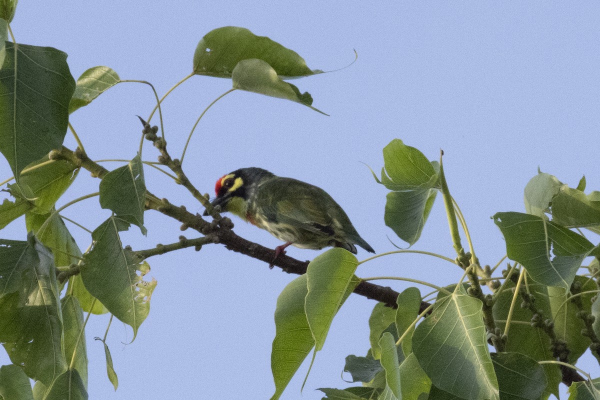 Al Göğüslü Barbet - ML644393157