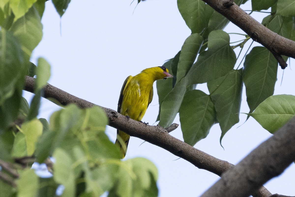 黃鸝 - ML644393163