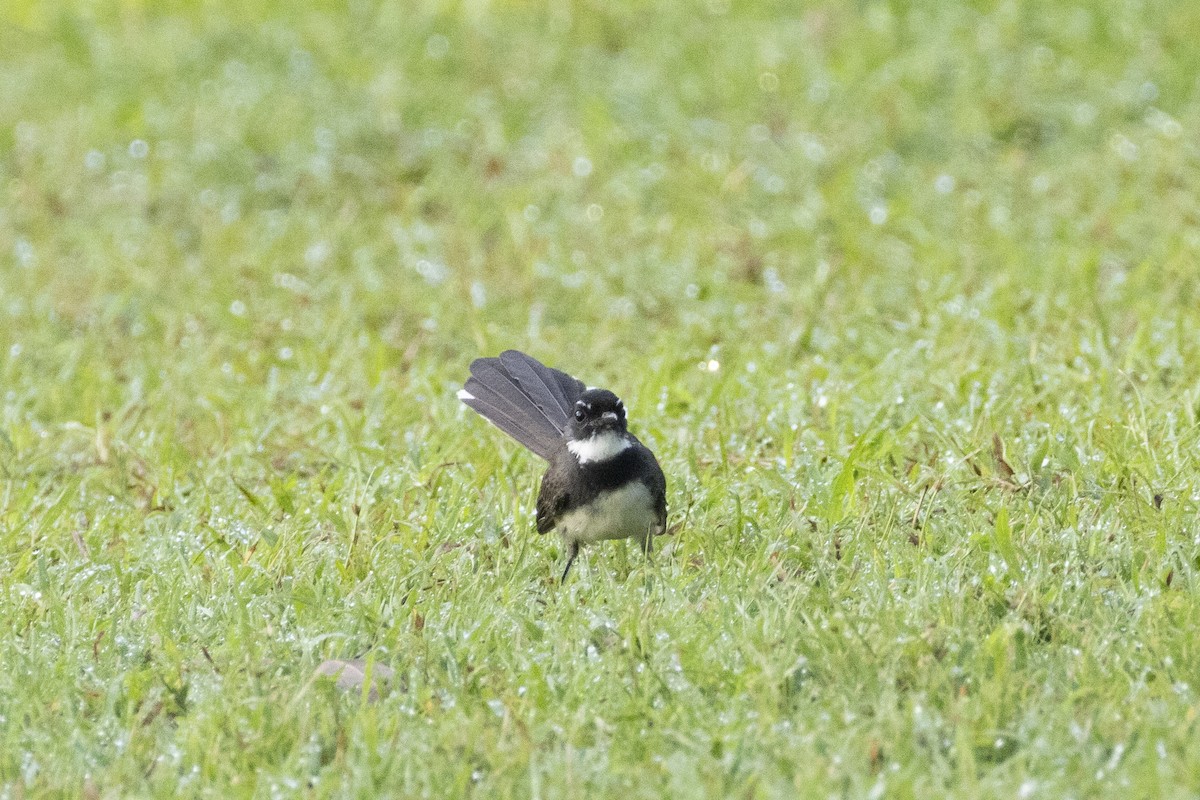 Malaysian Pied-Fantail - ML644393167