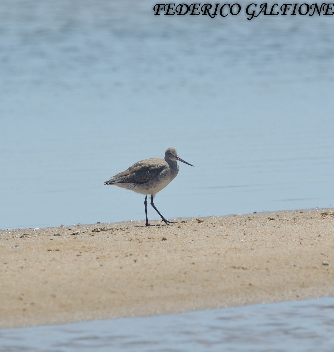 Hudsonian Godwit - ML644393170