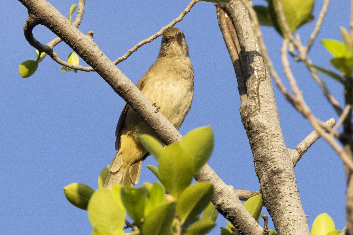 Streak-eared Bulbul - ML644393172