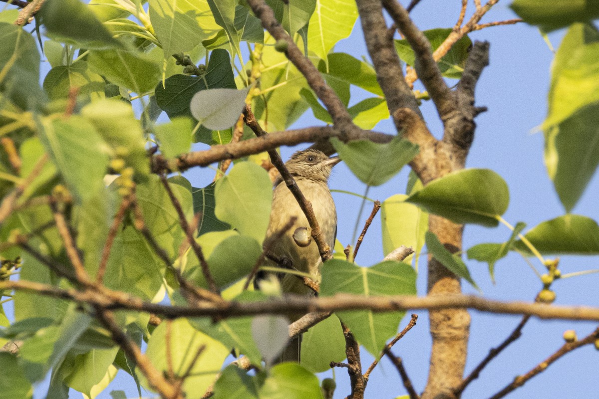 Streak-eared Bulbul - ML644393173