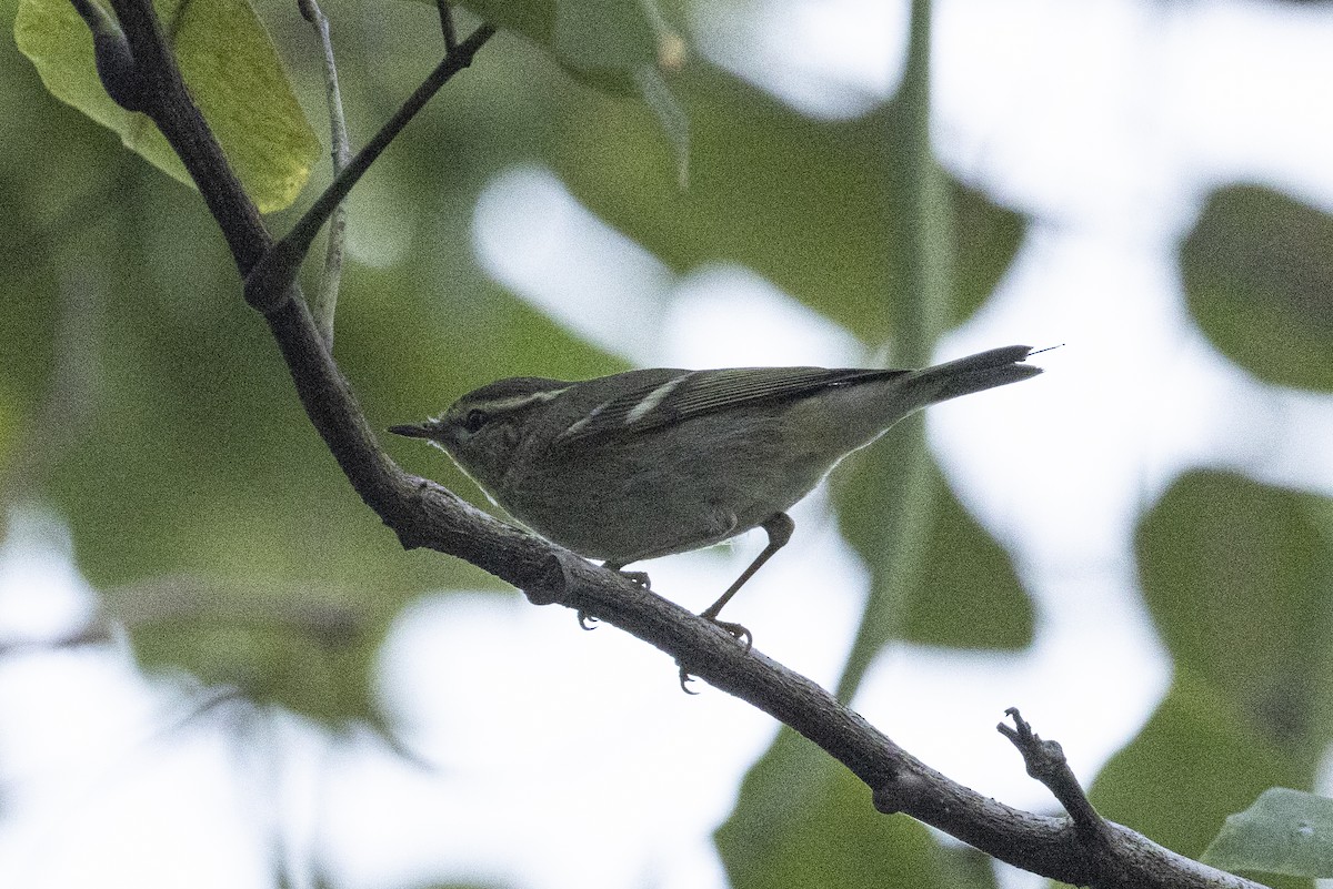 Вівчарик амурський - ML644393175