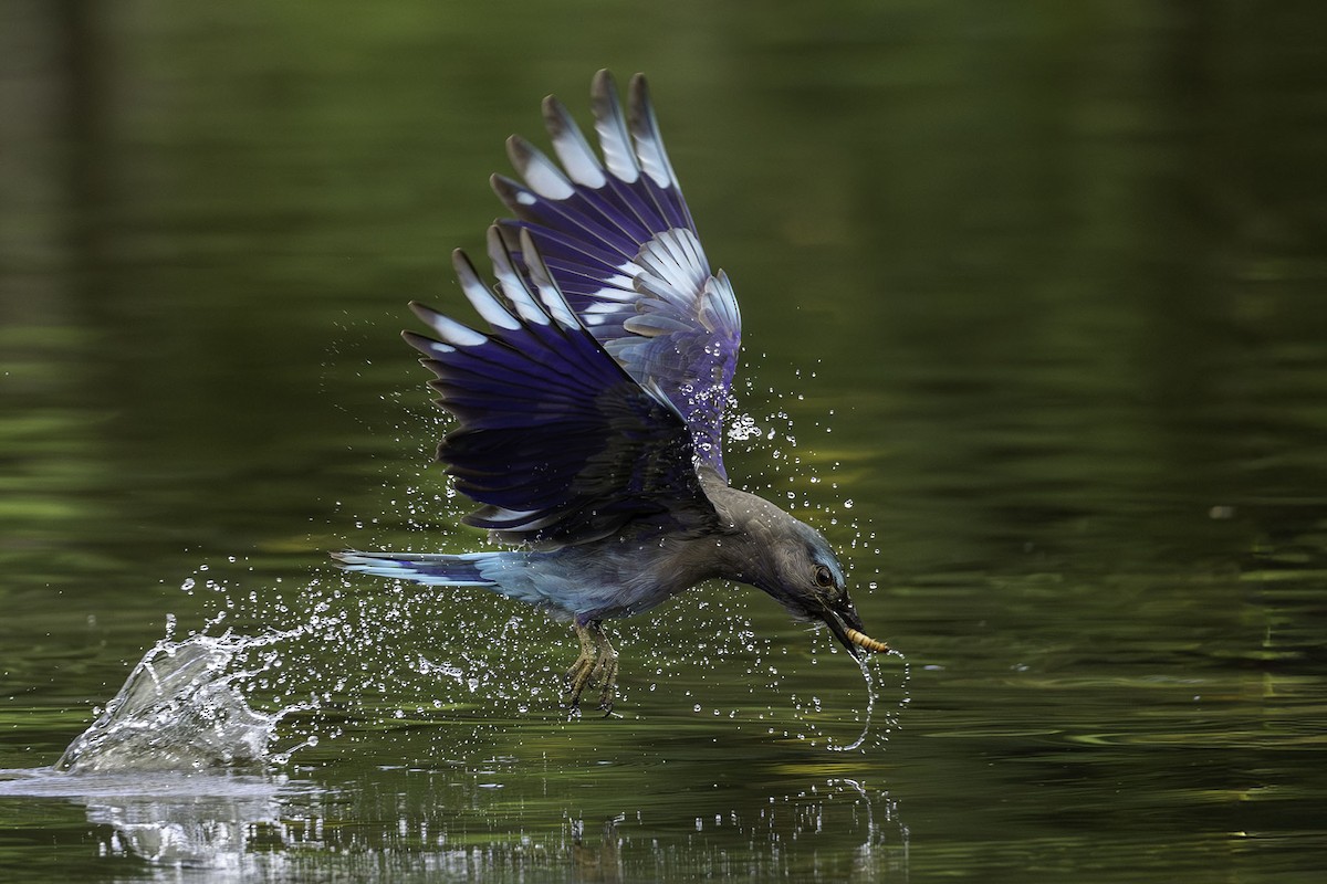 Сиворакша індокитайська - ML644393176