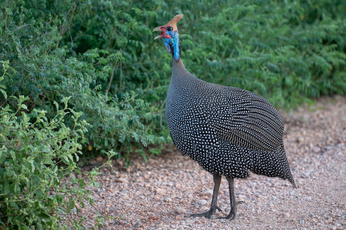 Helmeted Guineafowl - ML644393179