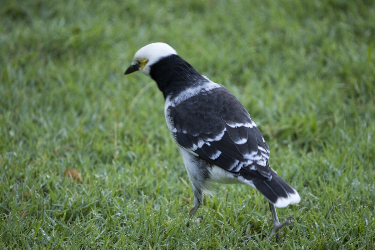 黑領椋鳥 - ML644393181