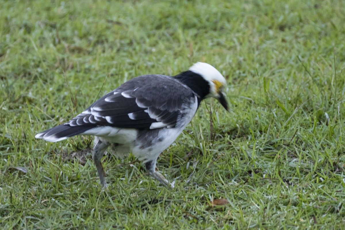 黑領椋鳥 - ML644393182