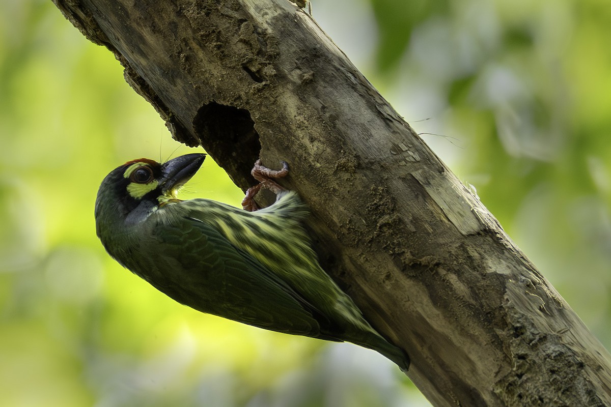 Al Göğüslü Barbet - ML644393183
