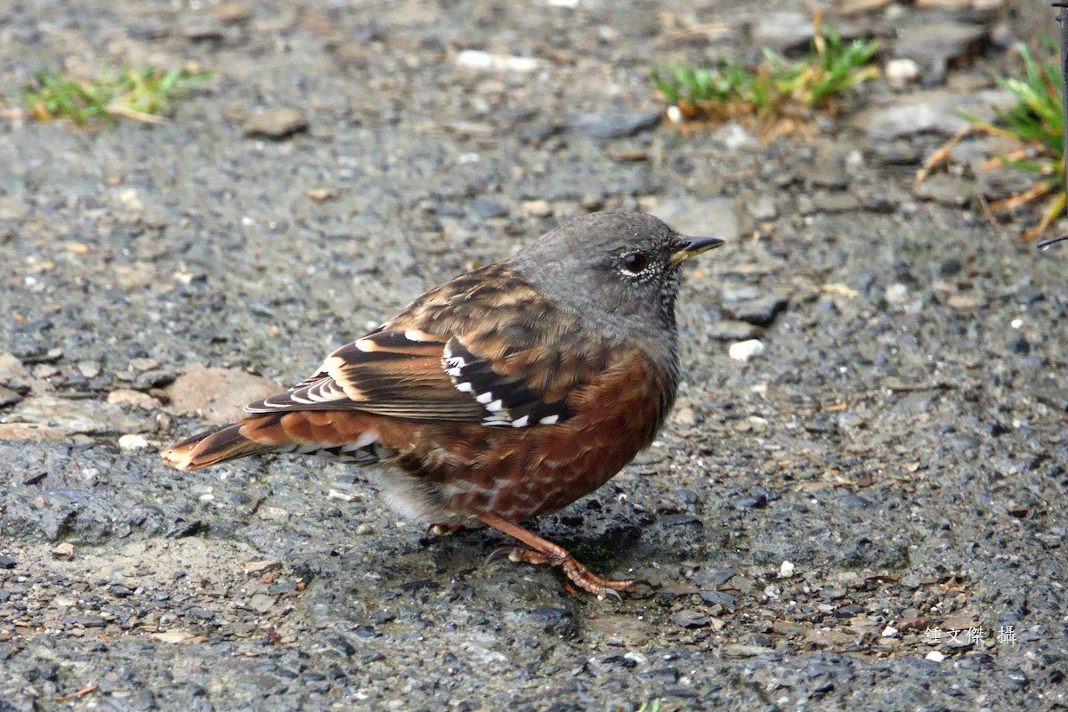 Sordone - ML644393184