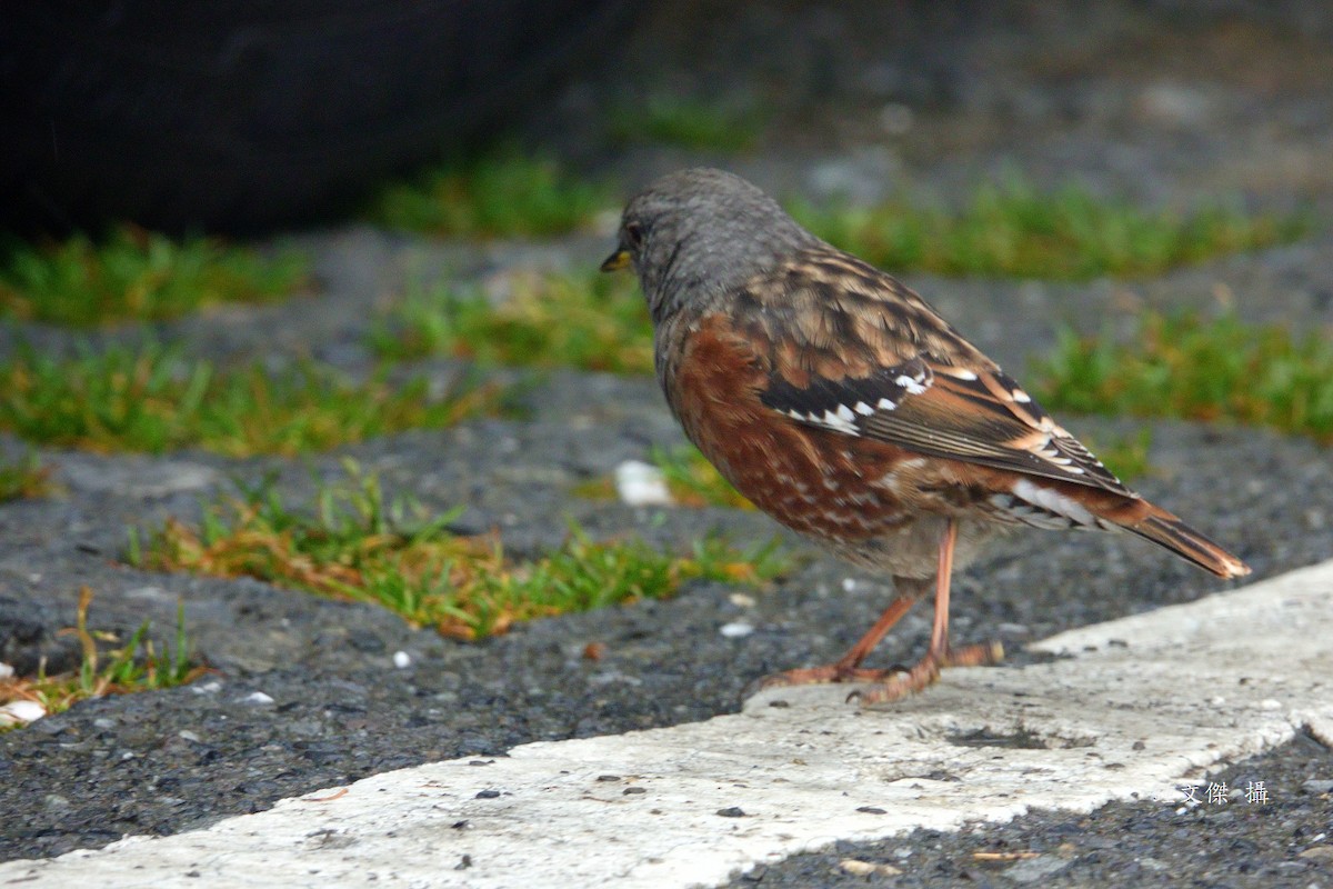 Sordone - ML644393185