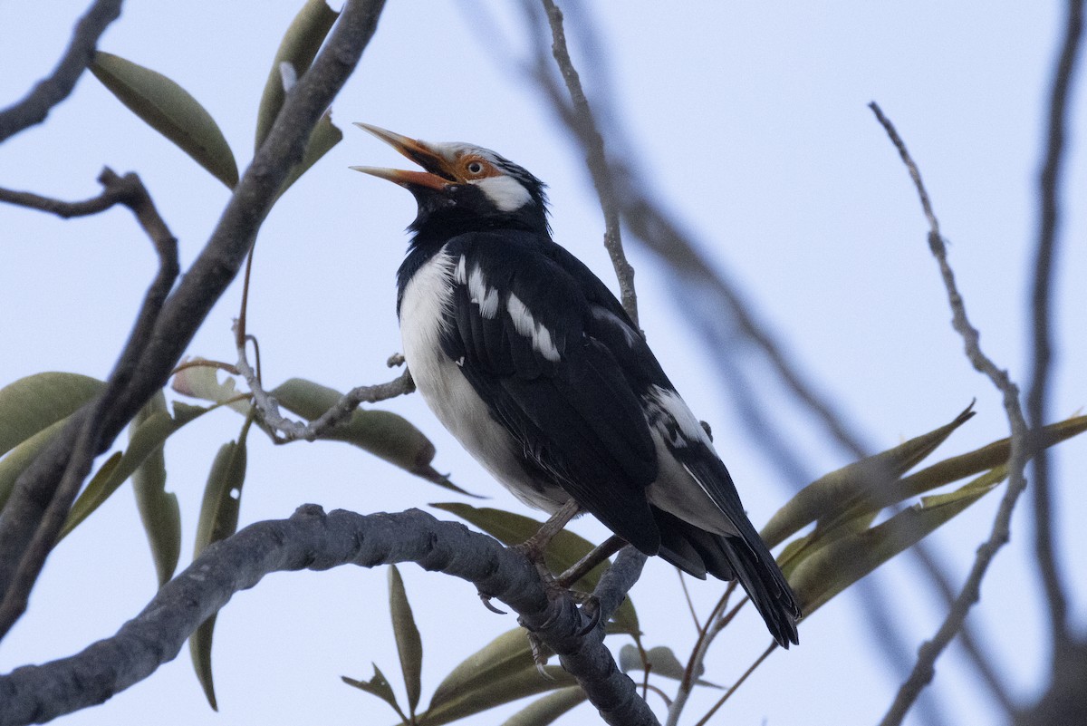 Siamese Pied Starling - ML644393188