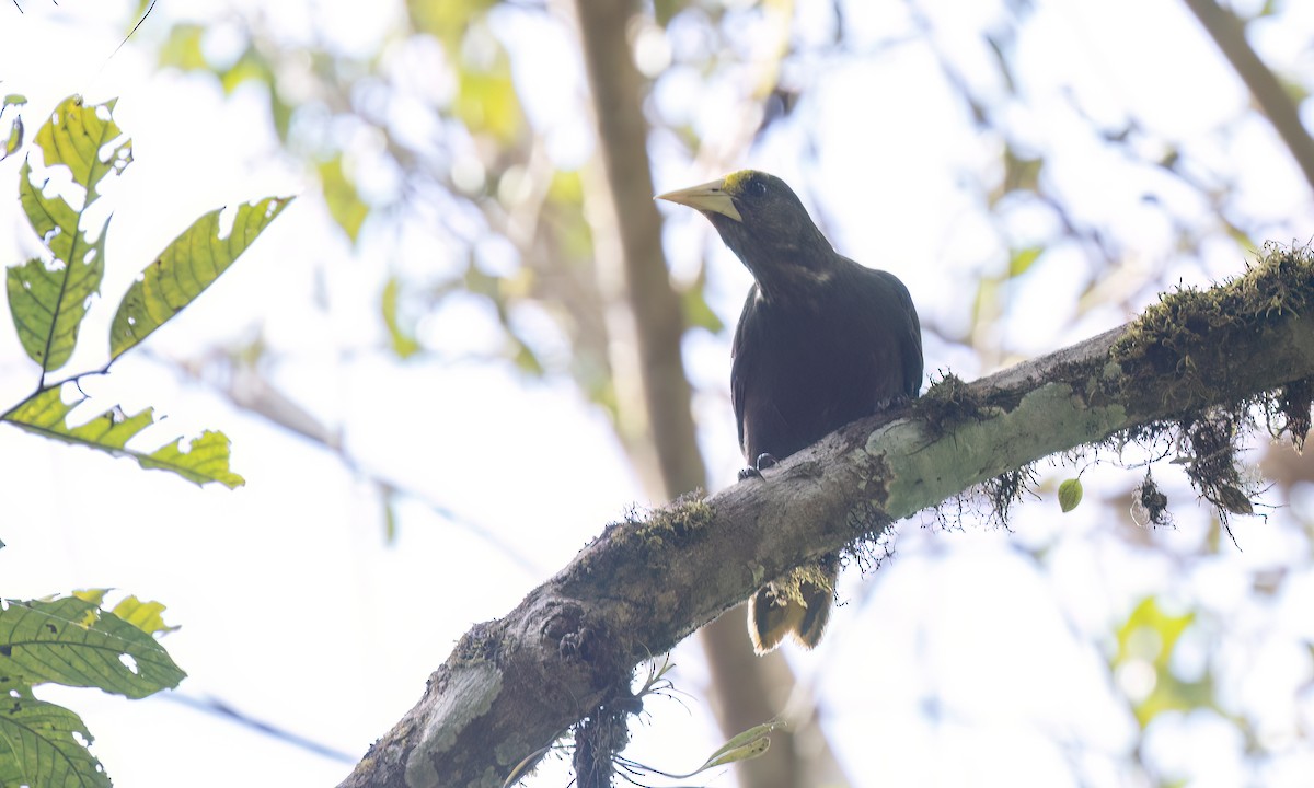 Dusky-green Oropendola - ML644393207