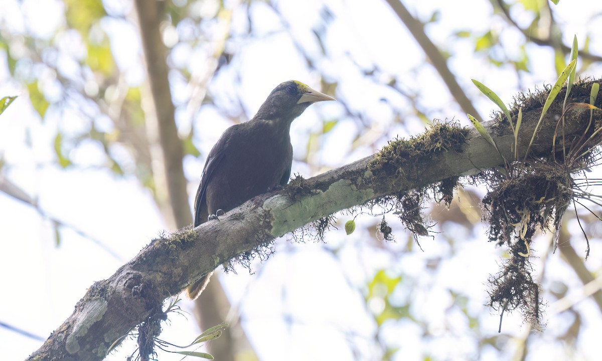 Dusky-green Oropendola - ML644393208
