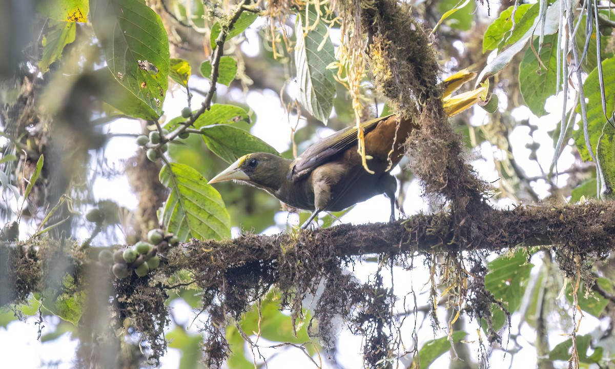 Dusky-green Oropendola - ML644393209
