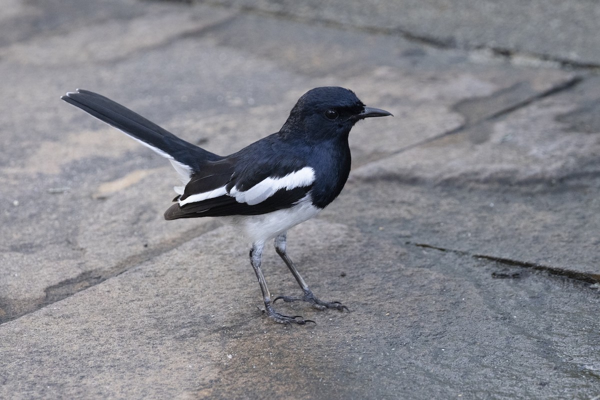 鵲鴝 - ML644393213