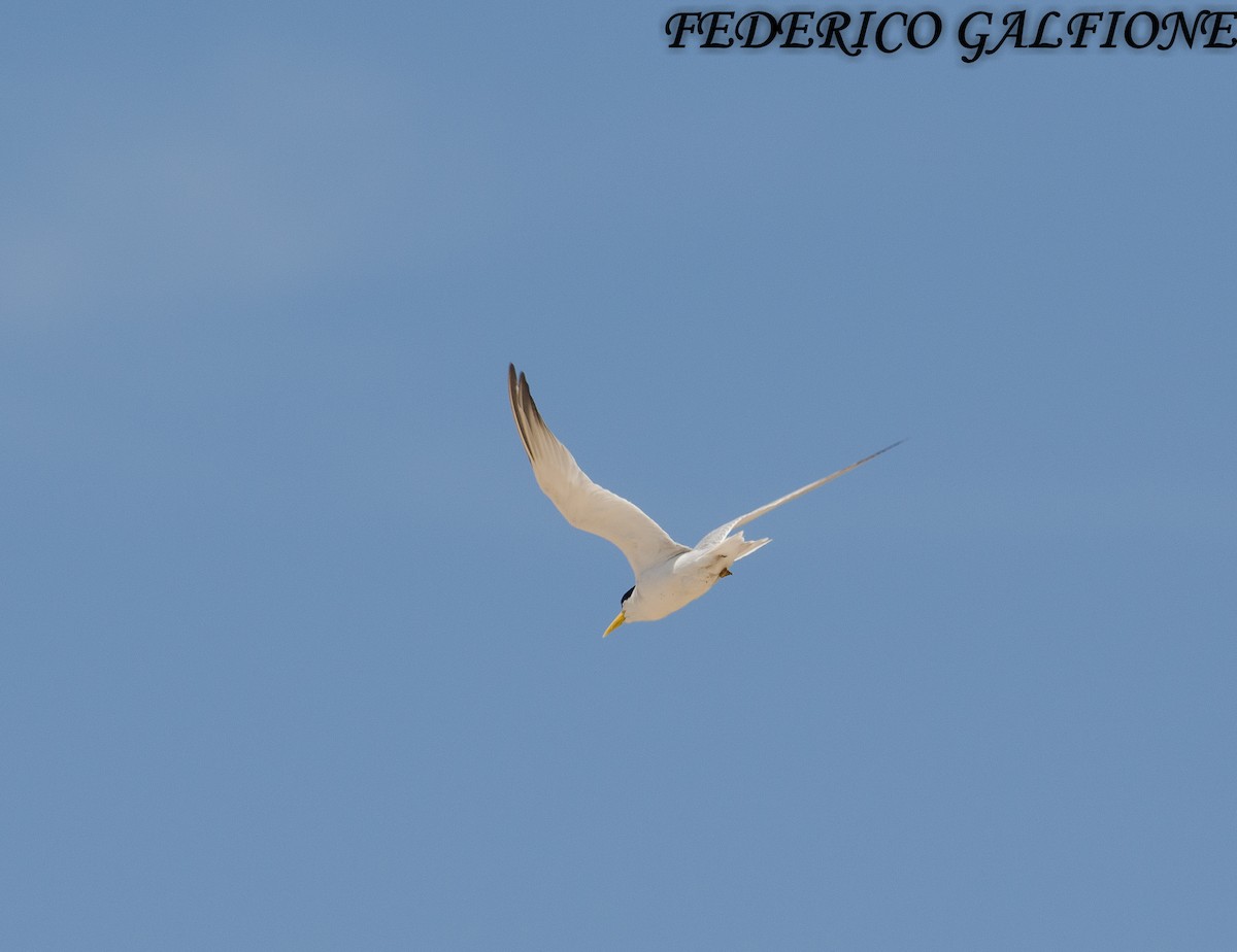 rybák severní - ML644393214