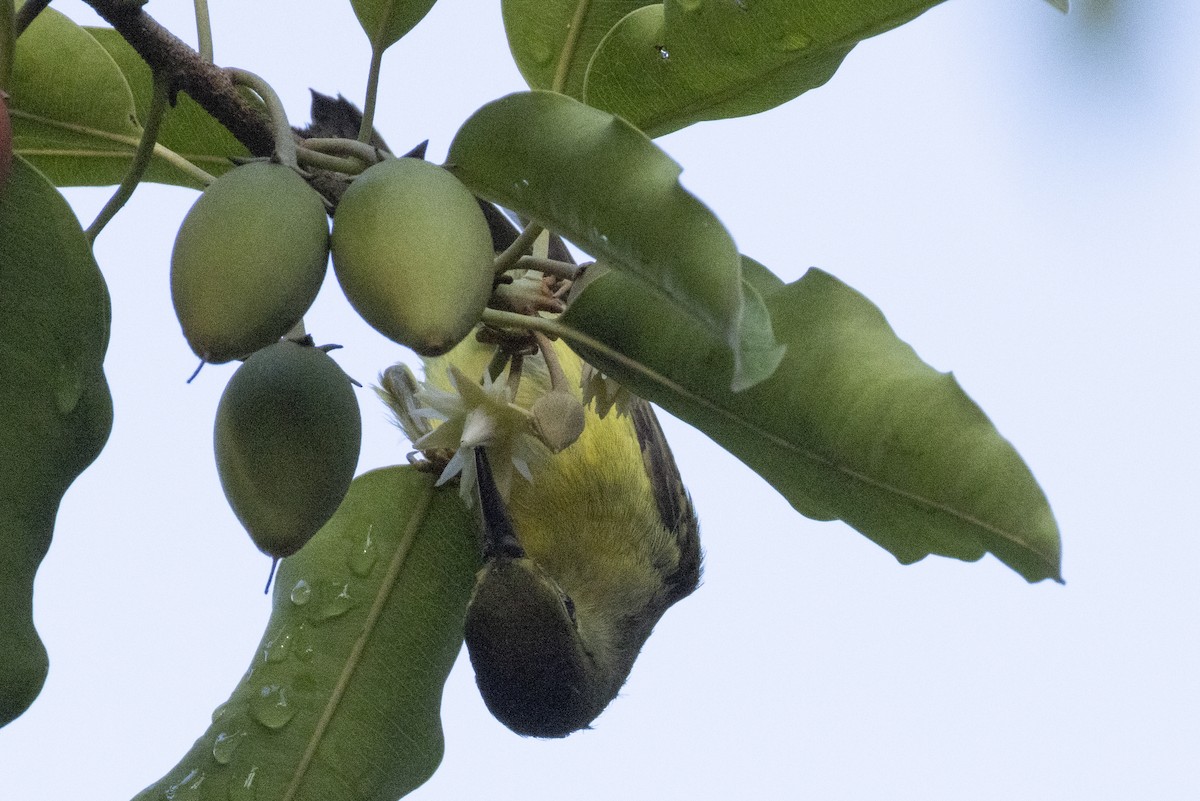 黃腹花蜜鳥 - ML644393221