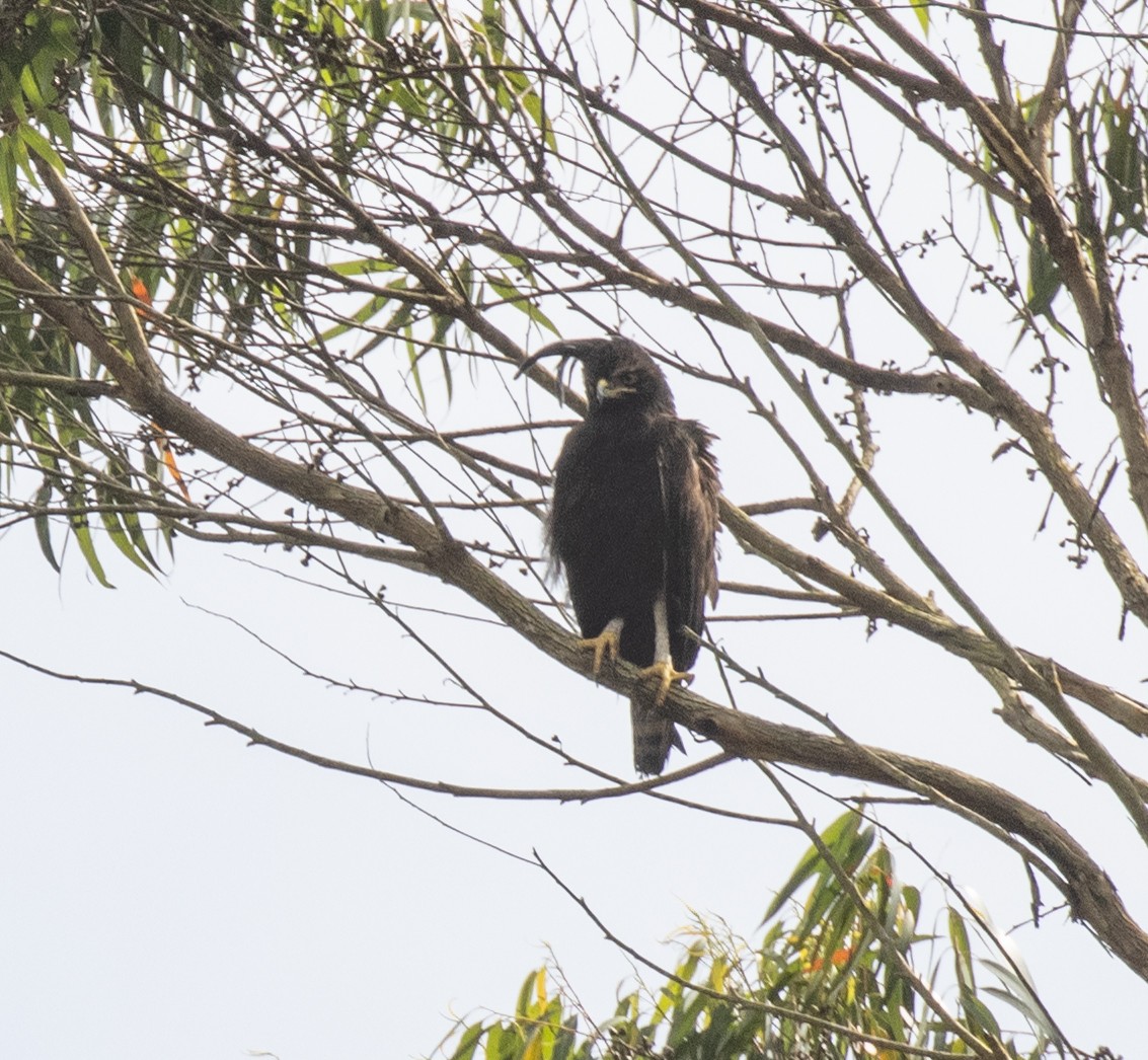 Long-crested Eagle - ML644393222