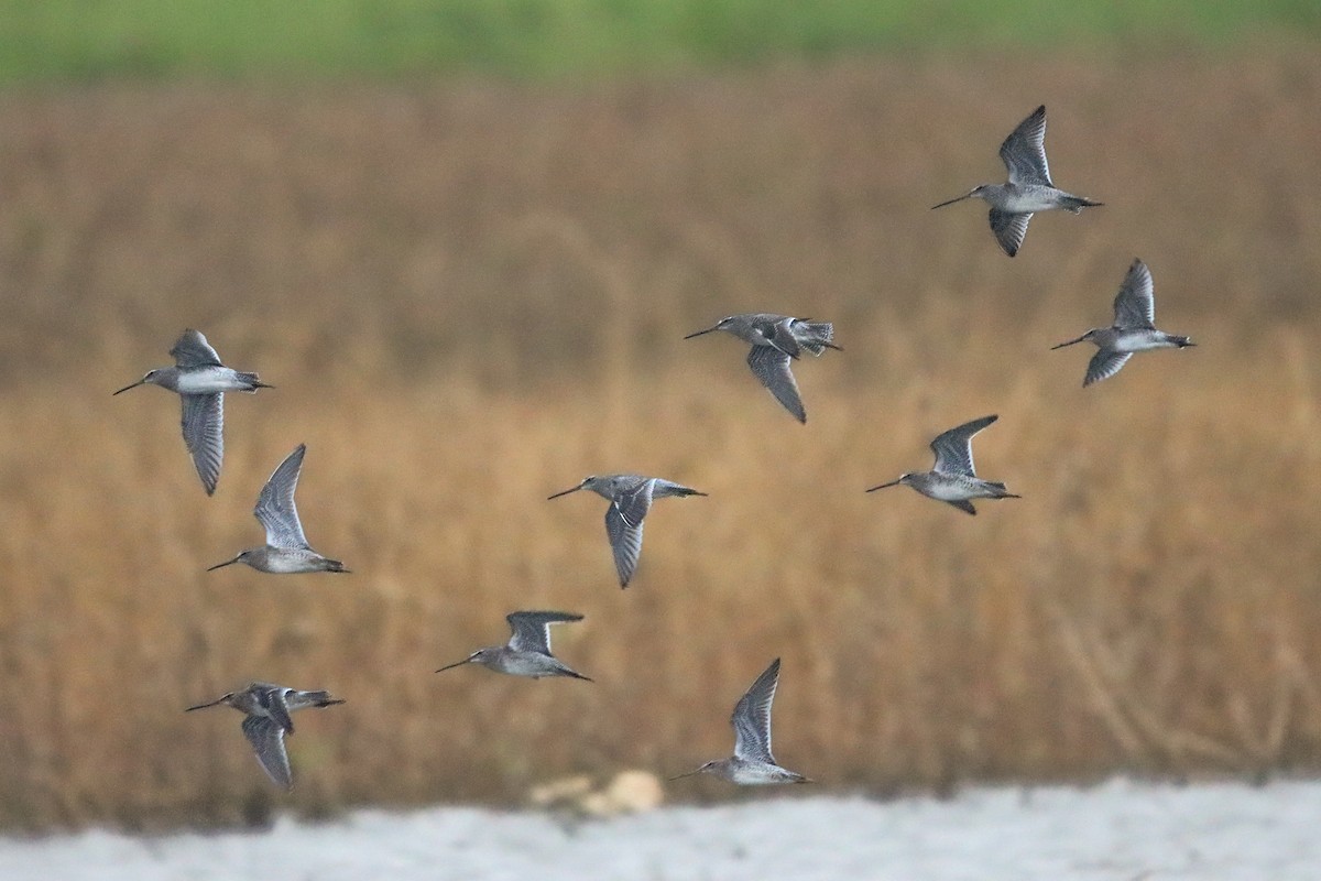 Tundraschlammläufer - ML644393224