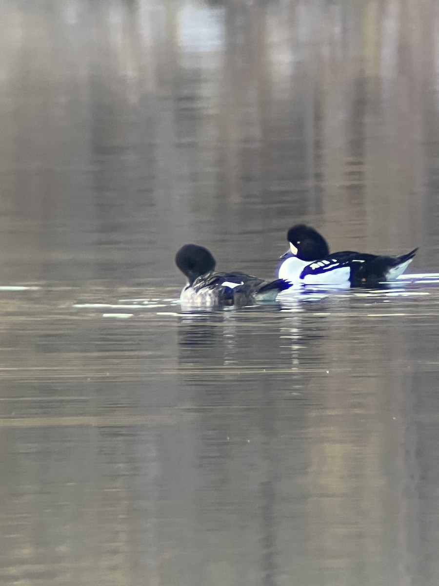 hohol islandský - ML644393228