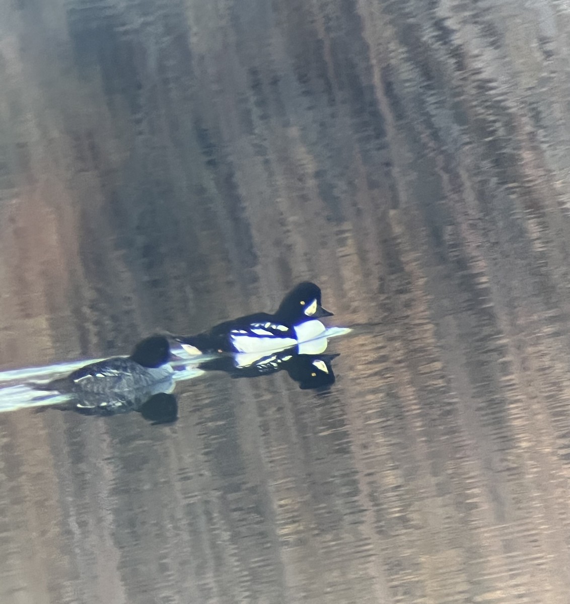 hohol islandský - ML644393229