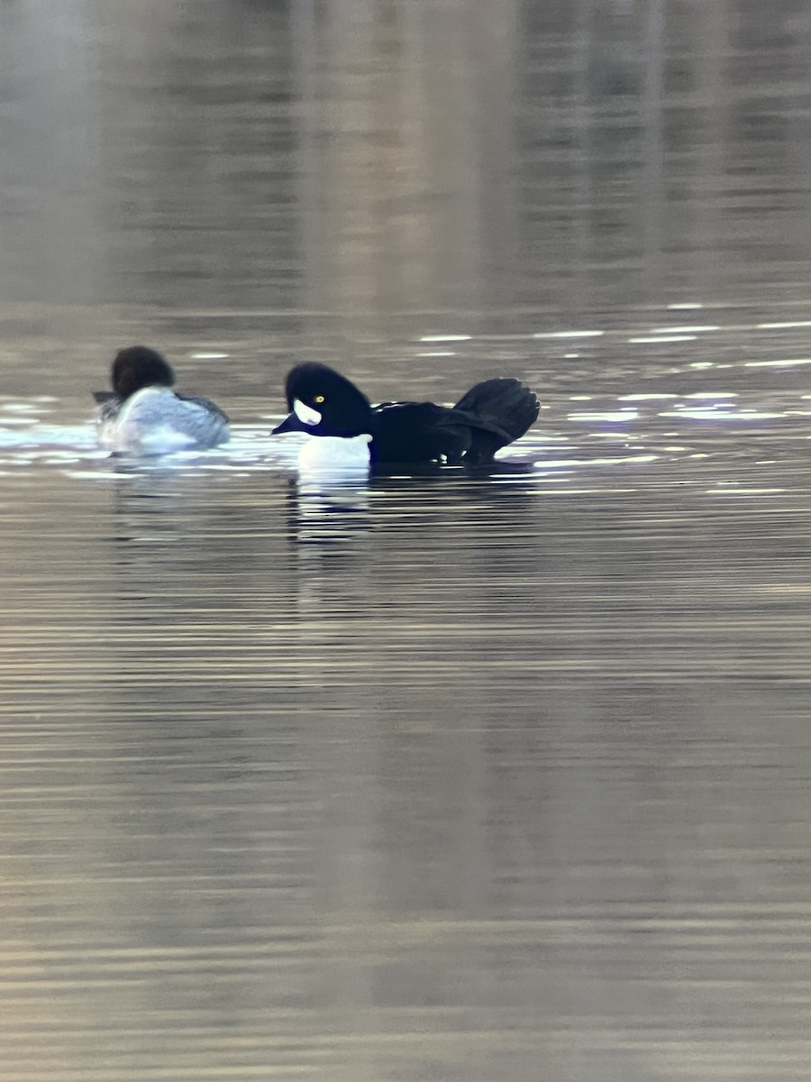 hohol islandský - ML644393230