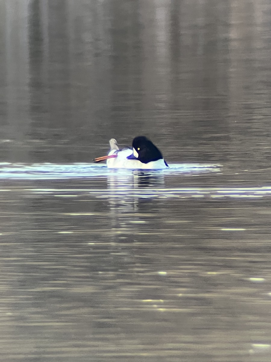 hohol islandský - ML644393231