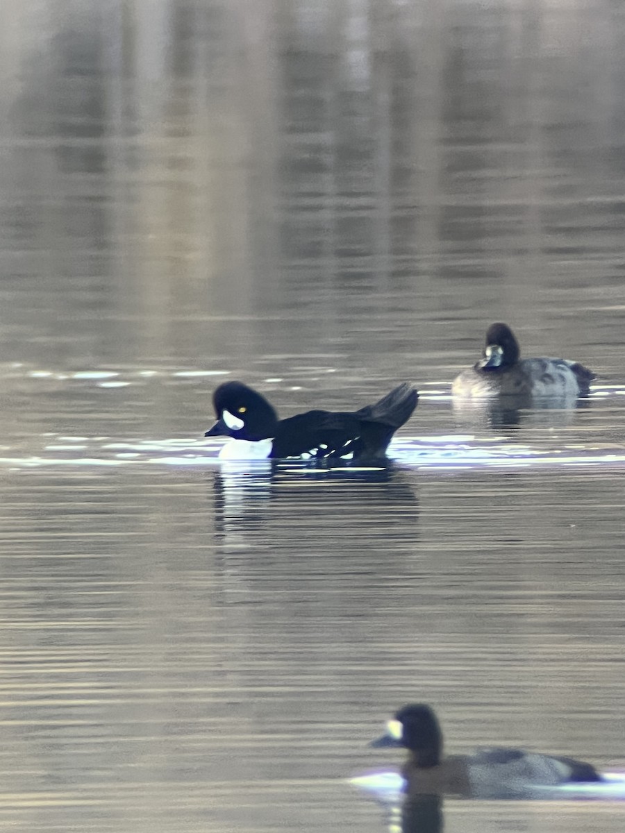 hohol islandský - ML644393232