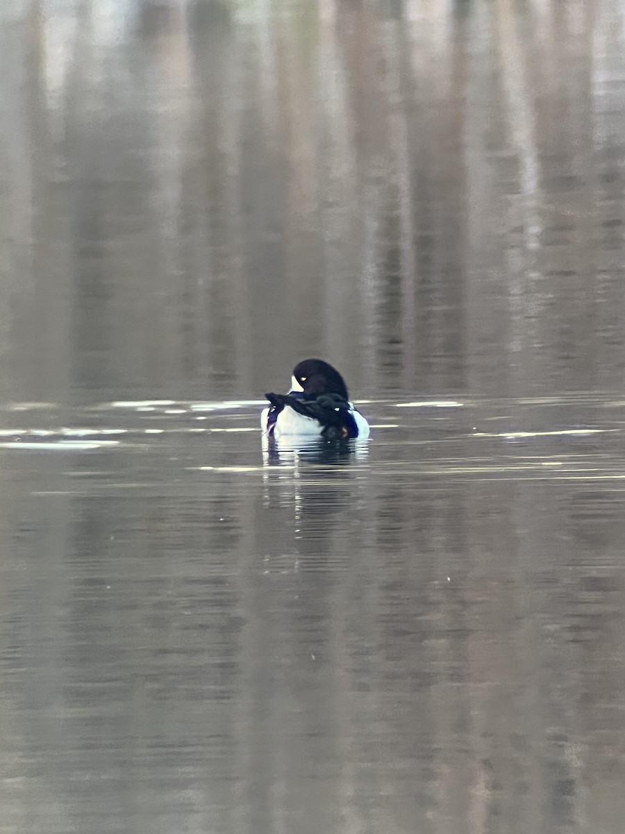 hohol islandský - ML644393233