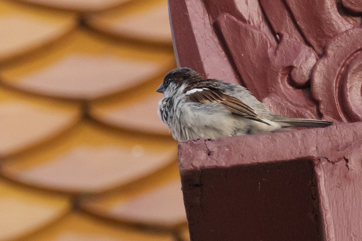 家麻雀 - ML644393234