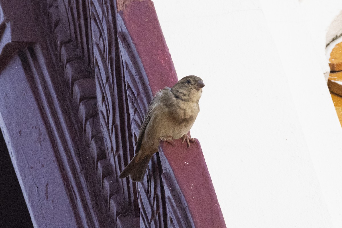 家麻雀 - ML644393235