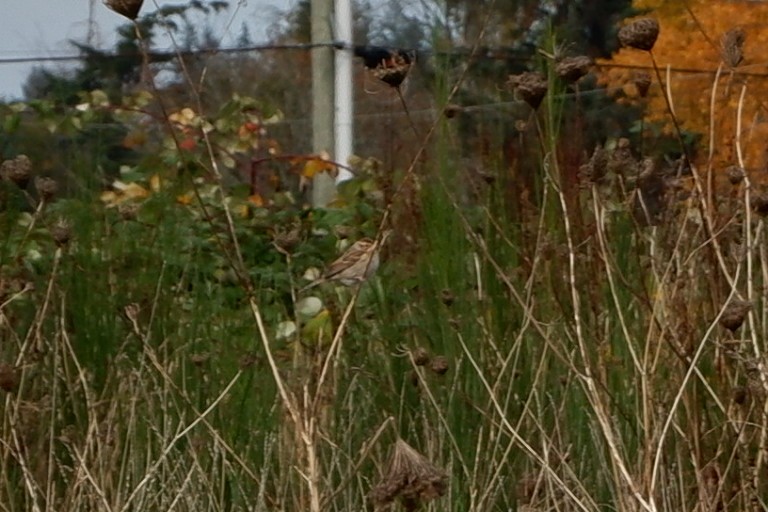 Clay-colored Sparrow - ML644393239