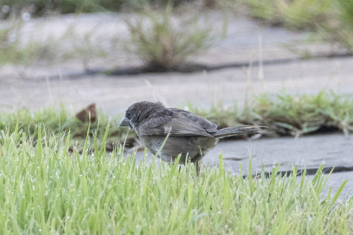 Plain-backed Sparrow - ML644393240