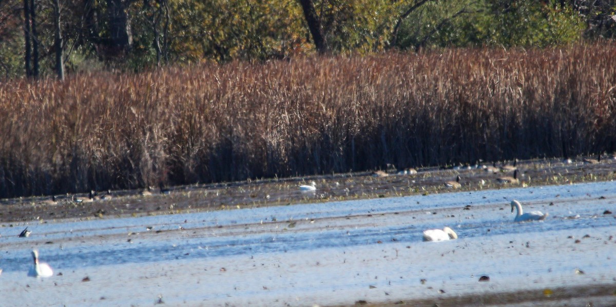 Snow Goose - ML644393245