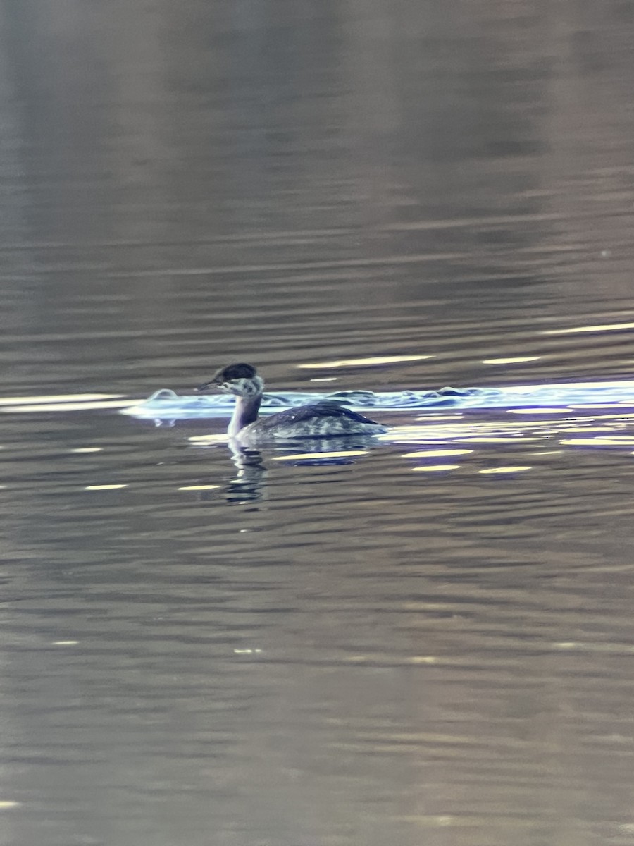 Horned Grebe - ML644393248