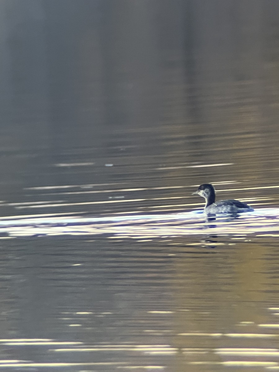 Horned Grebe - ML644393249