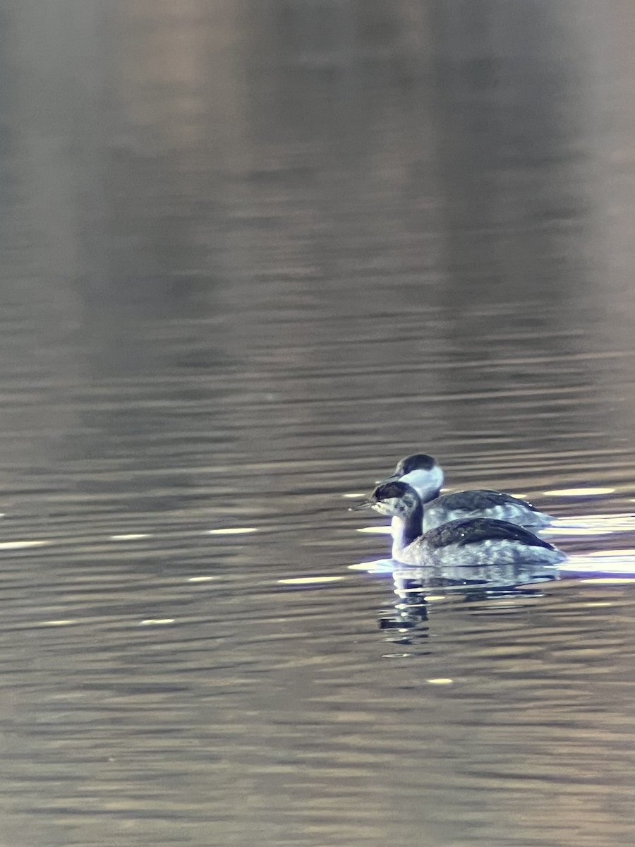 Horned Grebe - ML644393250