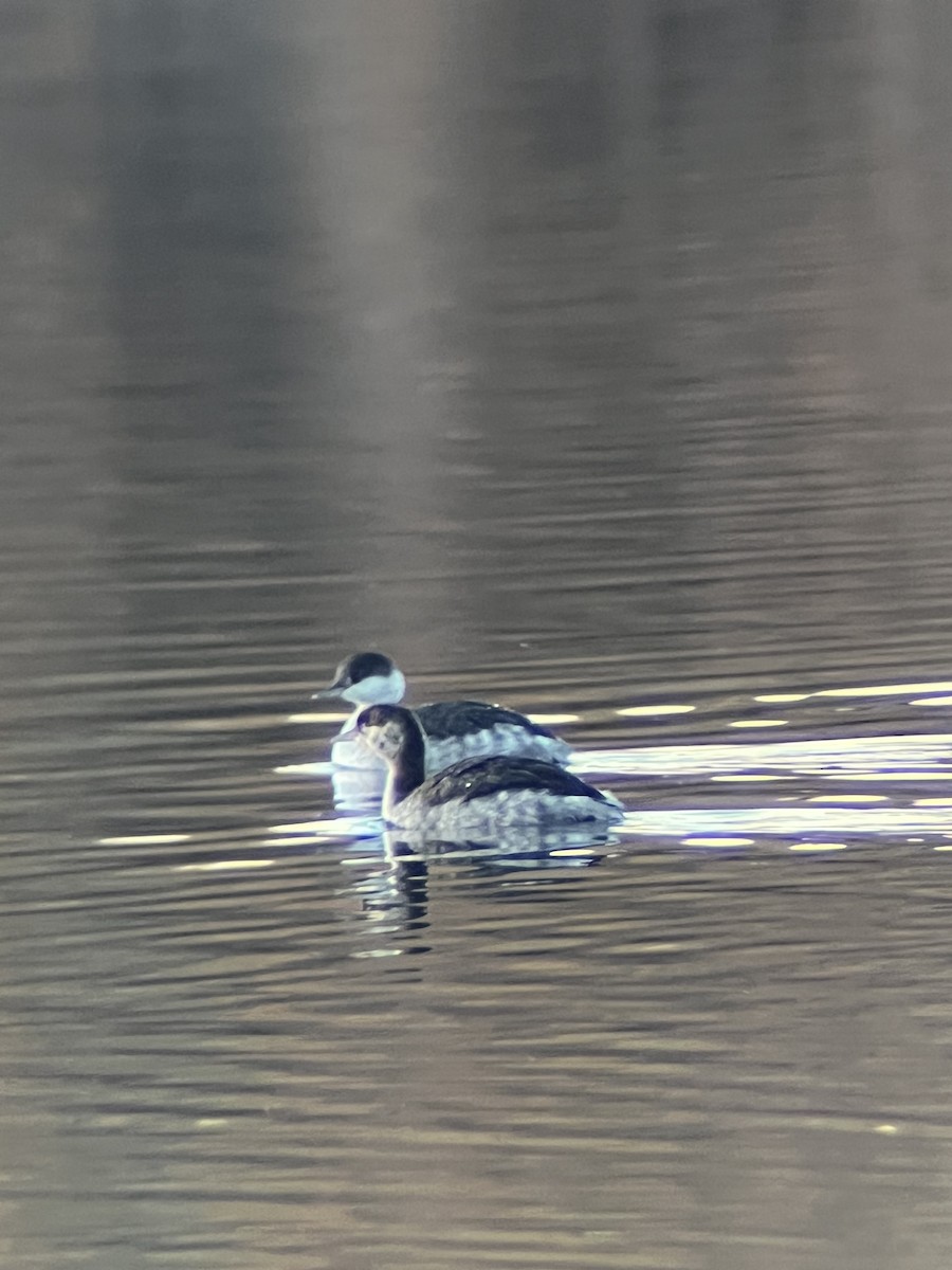 Horned Grebe - ML644393251