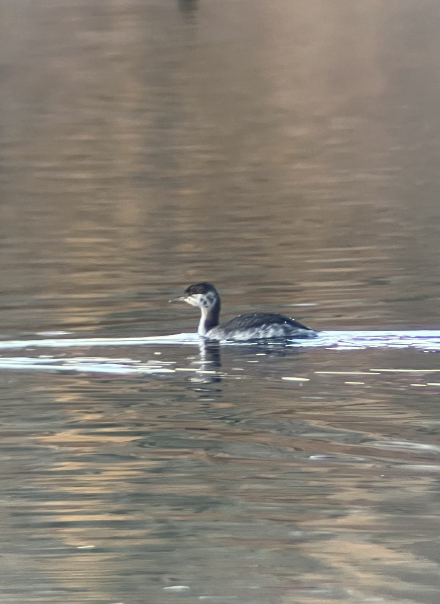 Horned Grebe - ML644393252