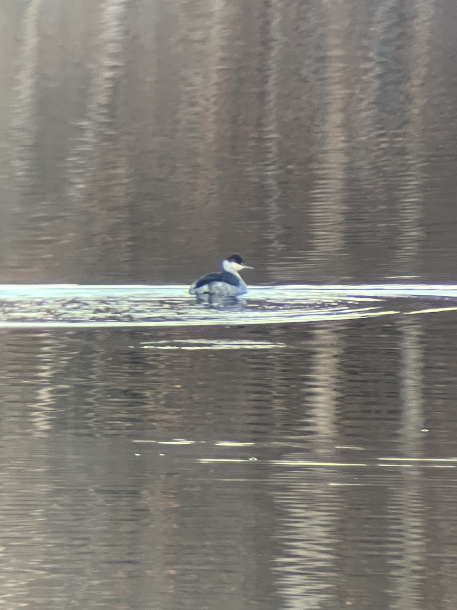 Horned Grebe - ML644393253