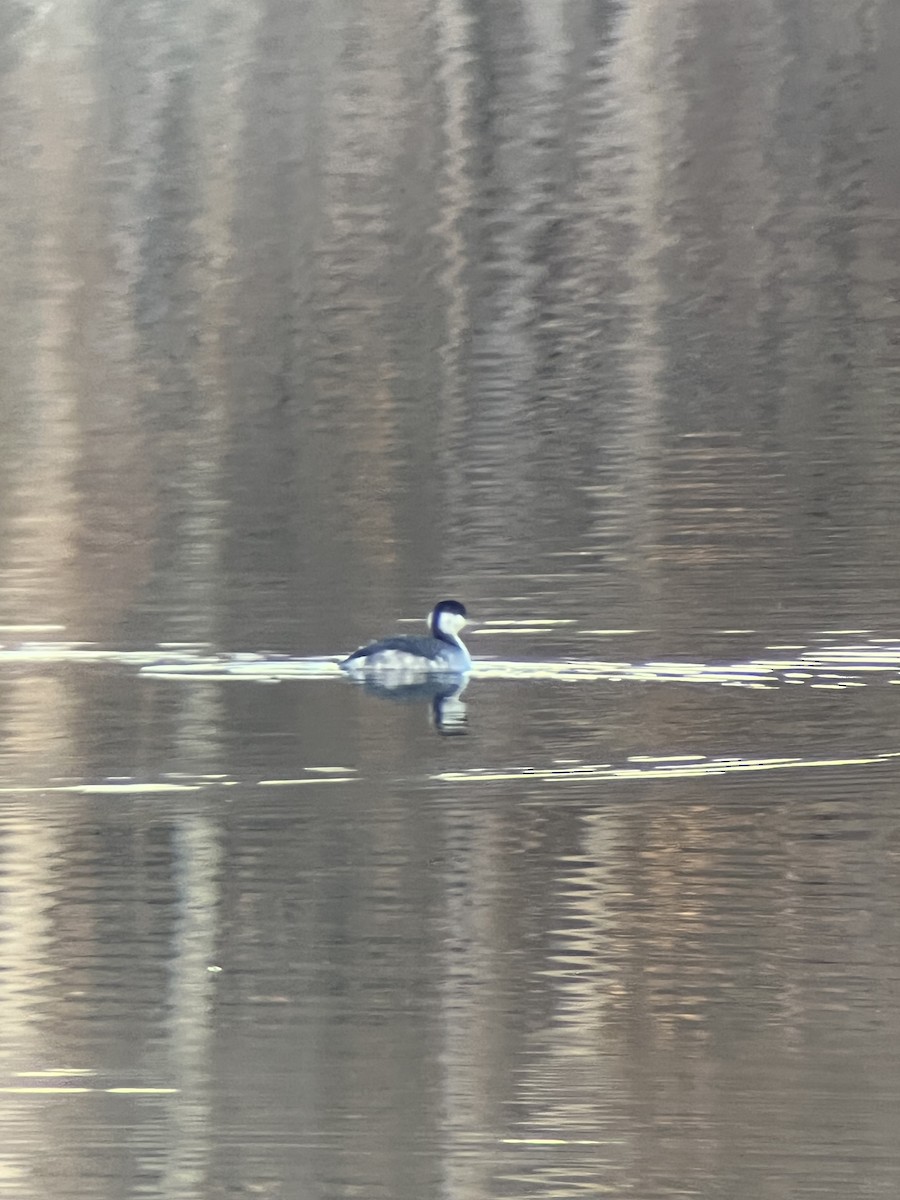 Horned Grebe - ML644393254