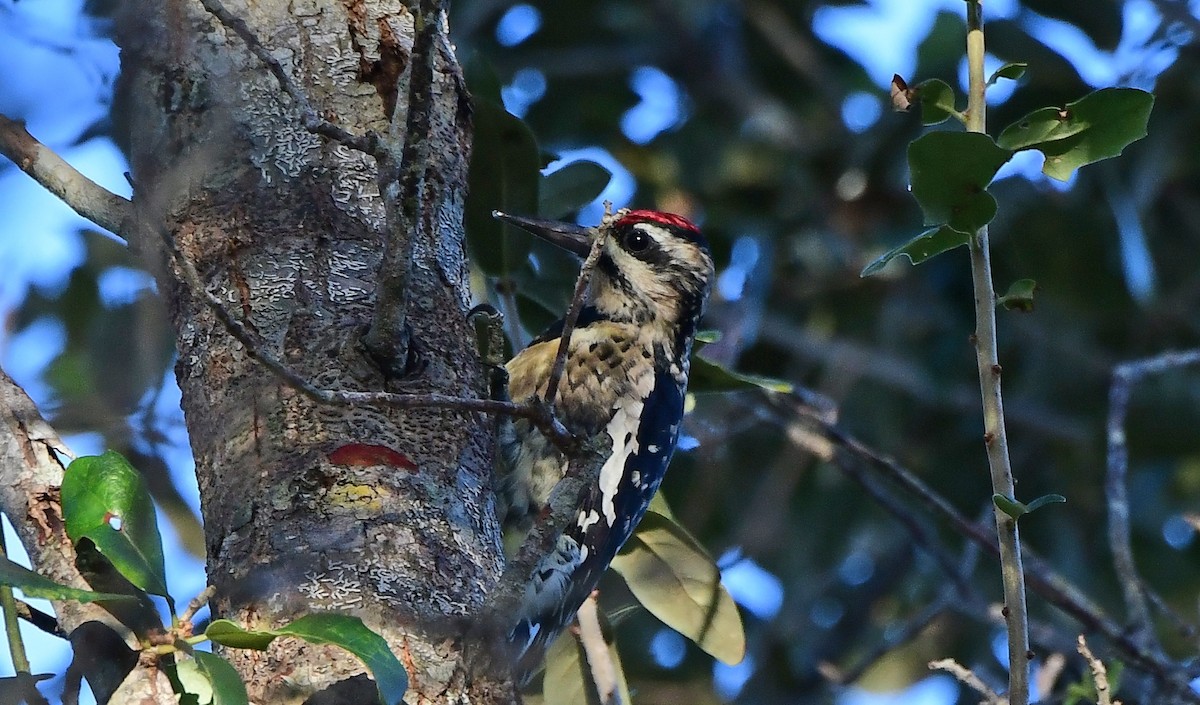 Gelbbauch-Saftlecker - ML644393257