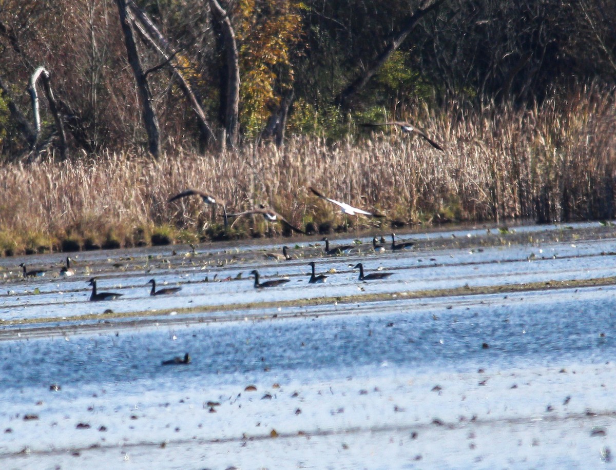 Snow Goose - ML644393258