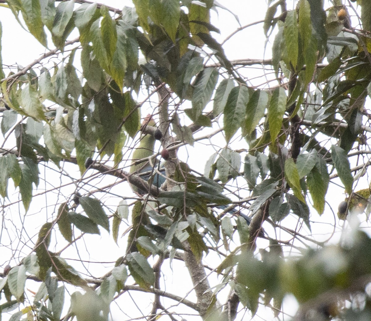 Fischer's Turaco - ML644393263