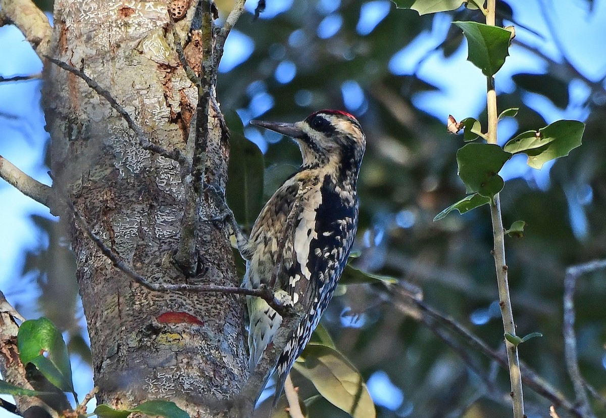 Gelbbauch-Saftlecker - ML644393264