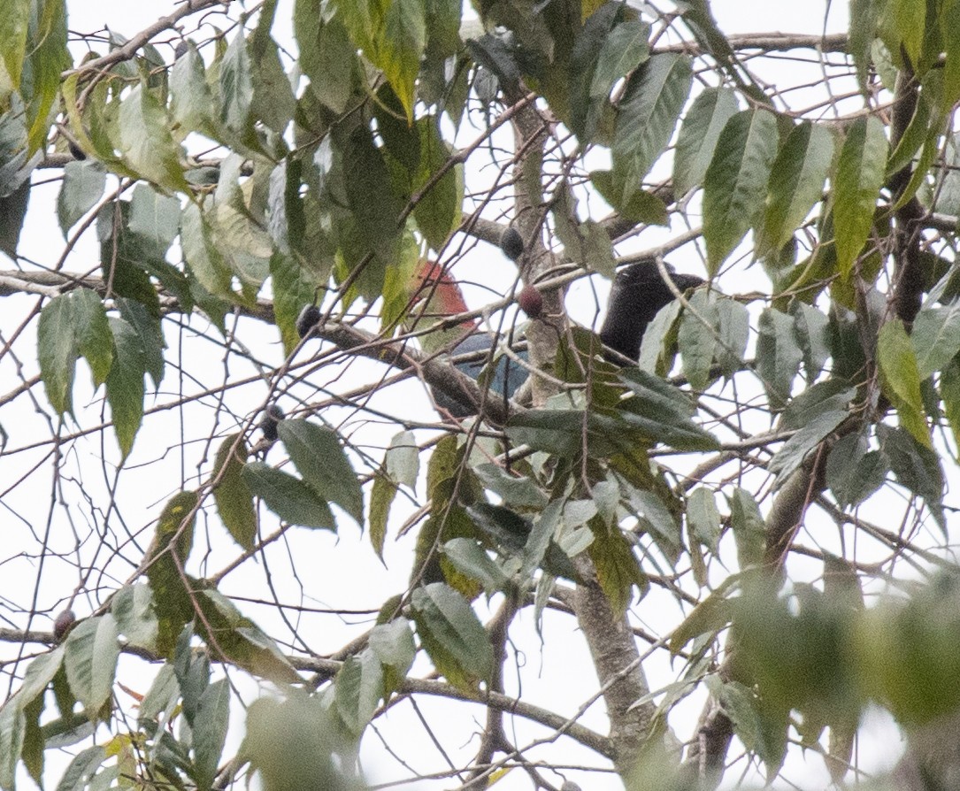 Fischer's Turaco - ML644393265