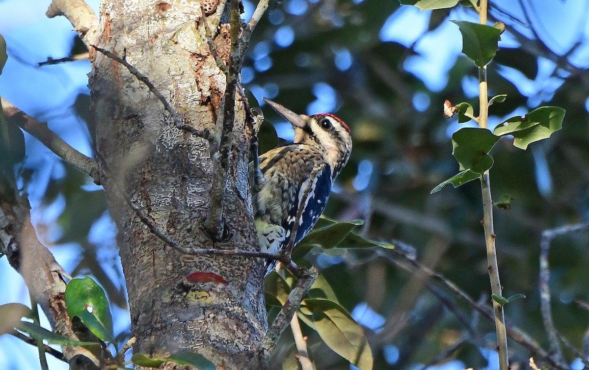 Gelbbauch-Saftlecker - ML644393266