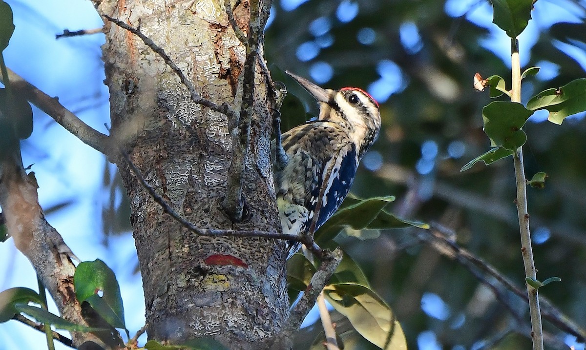 Gelbbauch-Saftlecker - ML644393269