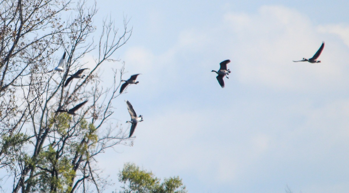 Snow Goose - ML644393270